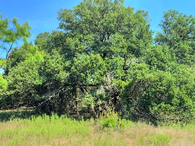 Listing Image #7