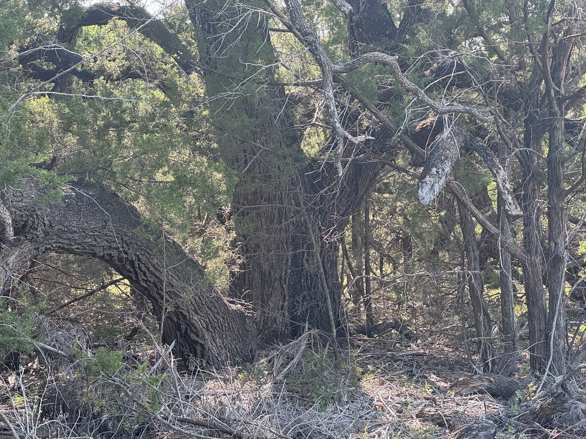Listing Image #2